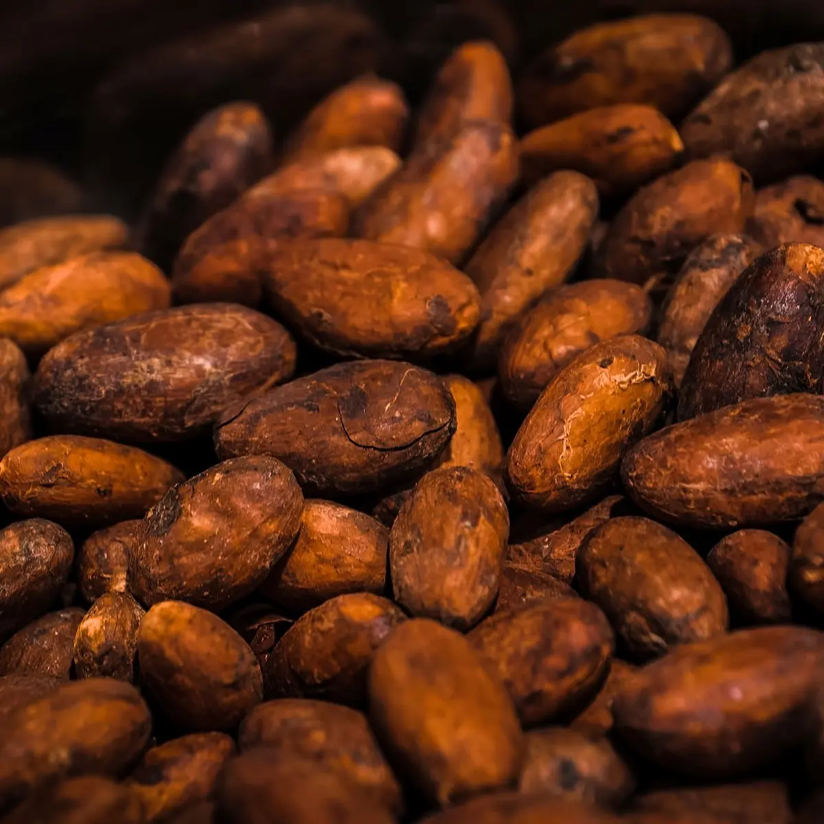 Cocoa beans
